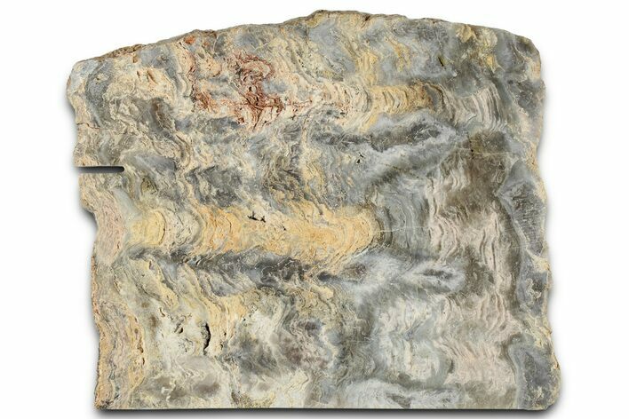 Mesoproterozoic Stromatolite (Tungussia) Slab - Arizona #326181